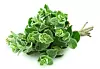 Oregano closeup