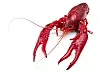 crawfish